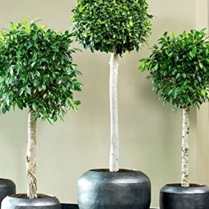 Ficus Benjamina Bonsai Weeping Fig Tree Benjamin Fig Ficus Tree Java Fig Chinese Banyan 20+ Seeds for Planting