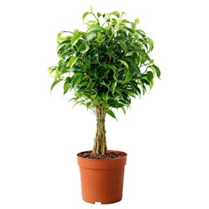 Ficus Benjamina Bonsai Weeping Fig Tree Benjamin Fig Ficus Tree Java Fig Chinese Banyan 20+ Seeds for Planting