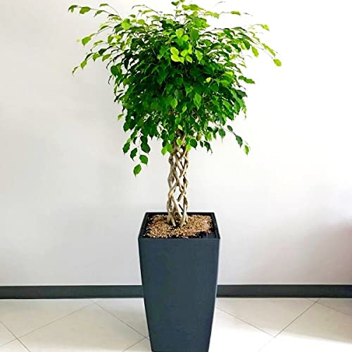 Ficus Benjamina Bonsai Weeping Fig Tree Benjamin Fig Ficus Tree Java Fig Chinese Banyan 20+ Seeds for Planting