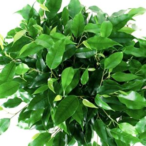 Ficus Benjamina Bonsai Weeping Fig Tree Benjamin Fig Ficus Tree Java Fig Chinese Banyan 20+ Seeds for Planting