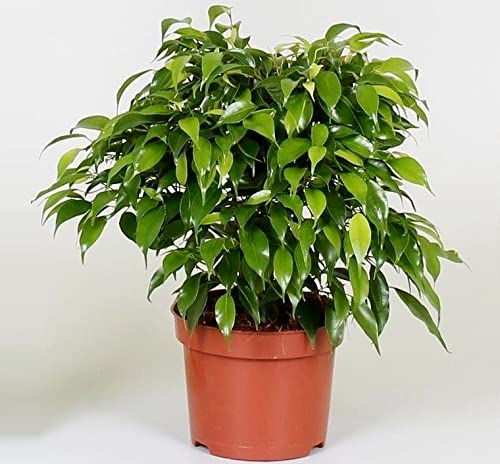 Ficus Benjamina Bonsai Weeping Fig Tree Benjamin Fig Ficus Tree Java Fig Chinese Banyan 20+ Seeds for Planting