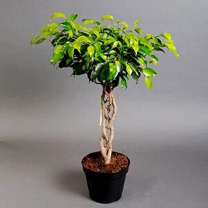 Ficus Benjamina Bonsai Weeping Fig Tree Benjamin Fig Ficus Tree Java Fig Chinese Banyan 20+ Seeds for Planting