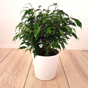 Ficus Benjamina Bonsai Weeping Fig Tree Benjamin Fig Ficus Tree Java Fig Chinese Banyan 20+ Seeds for Planting