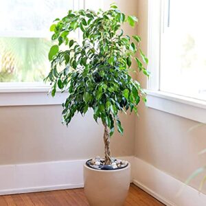 Ficus Benjamina Bonsai Weeping Fig Tree Benjamin Fig Ficus Tree Java Fig Chinese Banyan 20+ Seeds for Planting