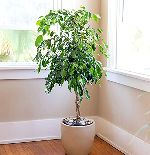 Ficus Benjamina Bonsai Weeping Fig Tree Benjamin Fig Ficus Tree Java Fig Chinese Banyan 20+ Seeds for Planting