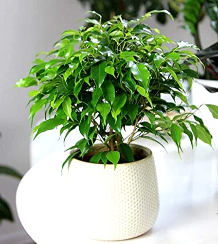 Ficus Benjamina Bonsai Weeping Fig Tree Benjamin Fig Ficus Tree Java Fig Chinese Banyan 20+ Seeds for Planting