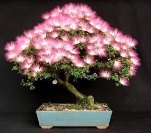 20 albizia julibrissin mimosa bonsai tree seeds for planting - persian pink silk tree - ships from iowa, usa