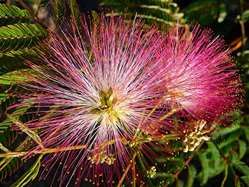 20 Albizia Julibrissin Mimosa Bonsai Tree Seeds for Planting - Persian Pink Silk Tree - Ships from Iowa, USA