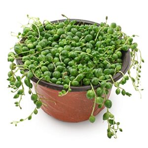 4" string of pearls, live trailing succulent fully rooted in pots with soil mix, rare house plant for home office wedding hanging decoration, diy projects, party favor gift