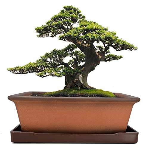 MUZHI Decorative Ceramic Bonsai Planter Pot 8.5 Inch with Tray, Breathable Unglazed Rectangle Terracotta Clay Pot for Tree Succulent Cactus Indoor Outdoor Red Brown