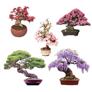 bonsai tree seeds 5 types, wisteria seeds, black pine seeds, sakura seeds, red maple seeds, judas tree seeds, highly prized for bonsai (100pcs)