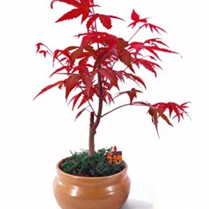 Bonsai Tree Seeds 5 Types, Wisteria Seeds, Black Pine Seeds, Sakura Seeds, Red Maple Seeds, Judas Tree Seeds, Highly Prized for Bonsai (100pcs)