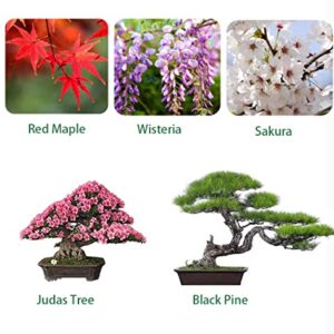 Bonsai Tree Seeds 5 Types, Wisteria Seeds, Black Pine Seeds, Sakura Seeds, Red Maple Seeds, Judas Tree Seeds, Highly Prized for Bonsai (100pcs)