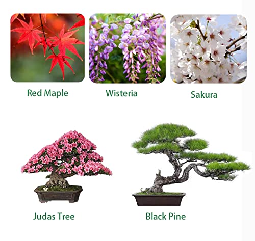 Bonsai Tree Seeds 5 Types, Wisteria Seeds, Black Pine Seeds, Sakura Seeds, Red Maple Seeds, Judas Tree Seeds, Highly Prized for Bonsai (100pcs)