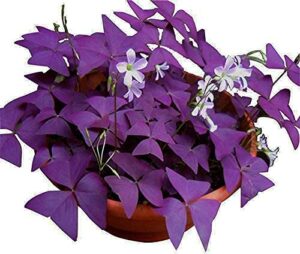 oxalis triangularis 10 bulbs purple shamrocks lucky lovely flowers bulbs grows for garden and pots