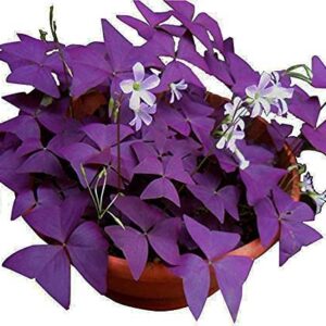 Oxalis Triangularis 10 Bulbs Purple Shamrocks Lucky Lovely Flowers Bulbs Grows for Garden and pots