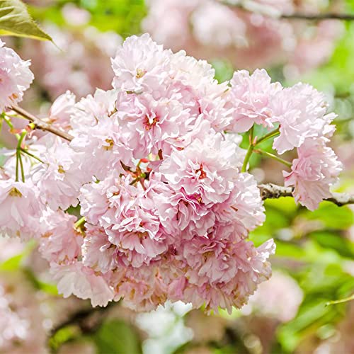 QAUZUY GARDEN 50PCS Bonsai Tree Japanese Sakura Seeds Rare Japanese Cherry Blossoms Flowers Seeds in Bonsai Pink Prunus Serrulata Fragrant Fast-Growing Low-Maintenance