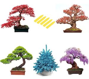 5 types bonsai tree kit, wisteria, black pine, blue spruce, red maple tree, flame tree, bonsai seeds for indoor outdoor garden diy, plant lover highly prized for men and women