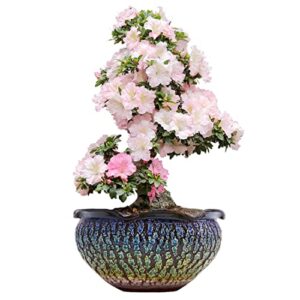 ffpopu bonsai pots, large rough pottery succulent planter with drainage hole, purely handmade large ceramic bonsai tree pot,green bonsai planter for bonsai lovers