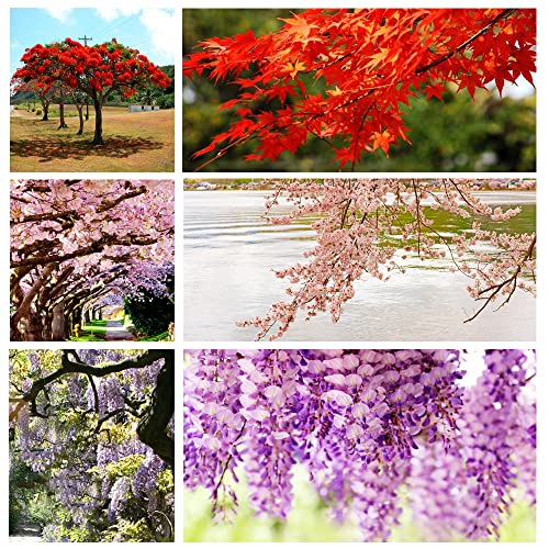 300+ Bonsai Tree Seeds – 10 Popular Varieties of Non GMO Heirloom Bonsai Seeds Red Maple, elm Tree, Blue Spruce, Black Spruce, Black Pine, Wisteria, Sakura, Flame Tree, Bauhinia, Dawn Redwood