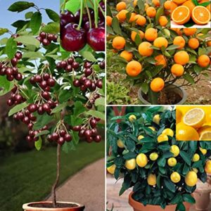 150+ dwarf bonsai fruit tree seeds for planting, 50+ lemon tree seeds /50+ cherry tree seeds /50+ orange tree seeds (3 variety individual packs)