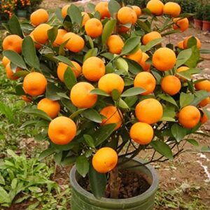 150+ Dwarf Bonsai Fruit Tree Seeds for Planting, 50+ Lemon Tree Seeds /50+ Cherry Tree Seeds /50+ Orange Tree Seeds (3 Variety Individual Packs)