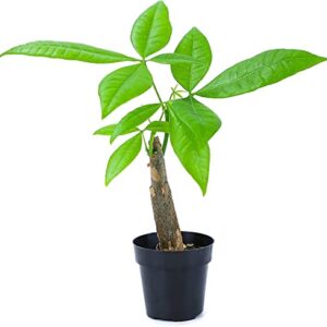 Altman Plants, Live Money Tree Plant, Pachira Aquatica Money Tree, Feng Shui Money Tree Pachira Aquatica Plant, Pachira Plant Bonsai Tree in Planter Pot with Soil, Money Tree Plant Indoor Plants