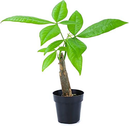 Altman Plants, Live Money Tree Plant, Pachira Aquatica Money Tree, Feng Shui Money Tree Pachira Aquatica Plant, Pachira Plant Bonsai Tree in Planter Pot with Soil, Money Tree Plant Indoor Plants