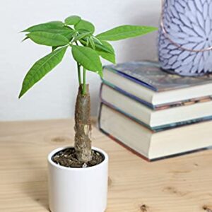 Altman Plants, Live Money Tree Plant, Pachira Aquatica Money Tree, Feng Shui Money Tree Pachira Aquatica Plant, Pachira Plant Bonsai Tree in Planter Pot with Soil, Money Tree Plant Indoor Plants