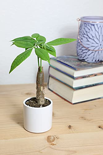 Altman Plants, Live Money Tree Plant, Pachira Aquatica Money Tree, Feng Shui Money Tree Pachira Aquatica Plant, Pachira Plant Bonsai Tree in Planter Pot with Soil, Money Tree Plant Indoor Plants