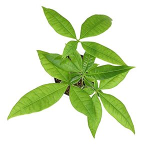 Altman Plants, Live Money Tree Plant, Pachira Aquatica Money Tree, Feng Shui Money Tree Pachira Aquatica Plant, Pachira Plant Bonsai Tree in Planter Pot with Soil, Money Tree Plant Indoor Plants