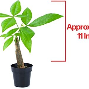 Altman Plants, Live Money Tree Plant, Pachira Aquatica Money Tree, Feng Shui Money Tree Pachira Aquatica Plant, Pachira Plant Bonsai Tree in Planter Pot with Soil, Money Tree Plant Indoor Plants