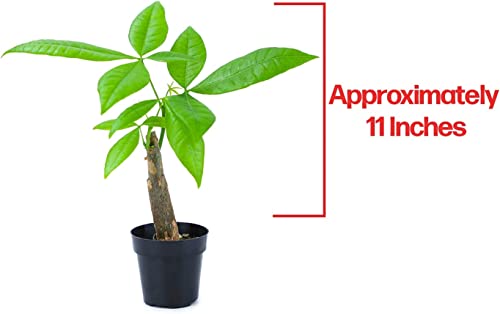 Altman Plants, Live Money Tree Plant, Pachira Aquatica Money Tree, Feng Shui Money Tree Pachira Aquatica Plant, Pachira Plant Bonsai Tree in Planter Pot with Soil, Money Tree Plant Indoor Plants