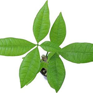 Altman Plants, Live Money Tree Plant, Pachira Aquatica Money Tree, Feng Shui Money Tree Pachira Aquatica Plant, Pachira Plant Bonsai Tree in Planter Pot with Soil, Money Tree Plant Indoor Plants