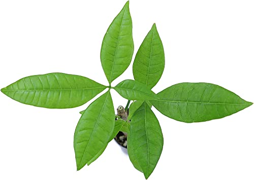 Altman Plants, Live Money Tree Plant, Pachira Aquatica Money Tree, Feng Shui Money Tree Pachira Aquatica Plant, Pachira Plant Bonsai Tree in Planter Pot with Soil, Money Tree Plant Indoor Plants