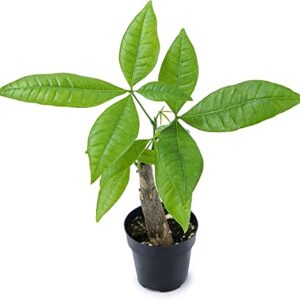 Altman Plants, Live Money Tree Plant, Pachira Aquatica Money Tree, Feng Shui Money Tree Pachira Aquatica Plant, Pachira Plant Bonsai Tree in Planter Pot with Soil, Money Tree Plant Indoor Plants