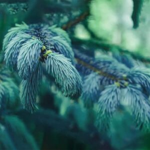 Colorado Blue Spruce Seeds for Planting Bonsai Tree Seeds Non GMO Heirloom for Privacy or Landscaping 50+