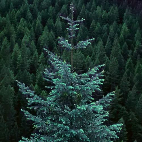 Colorado Blue Spruce Seeds for Planting Bonsai Tree Seeds Non GMO Heirloom for Privacy or Landscaping 50+