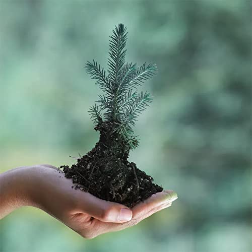 Colorado Blue Spruce Seeds for Planting Bonsai Tree Seeds Non GMO Heirloom for Privacy or Landscaping 50+