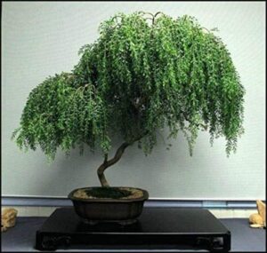 weeping willow bonsai live tree ready to plant dwarf
