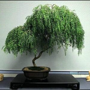 Weeping Willow Bonsai Live Tree Ready to Plant Dwarf