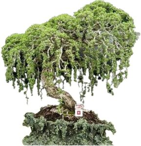 australian willow bonsai trees fresh cutting - extensive thick trunks fast growing light bonsai indoor money plant - antique piece for your home and office