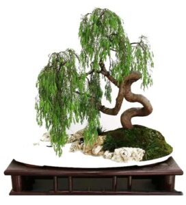money tree bonsai fresh cutting - thick trunks fast growing light bonsai indoor money plant - antique piece for your home and office