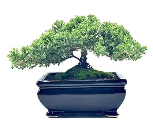 Live Dwarf Juniper Bonsai Tree | Indoor/Outdoor | 100% Handcrafted| Home and Office Décor | Best Gift for Holiday (L)