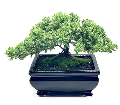Live Dwarf Juniper Bonsai Tree | Indoor/Outdoor | 100% Handcrafted| Home and Office Décor | Best Gift for Holiday (L)