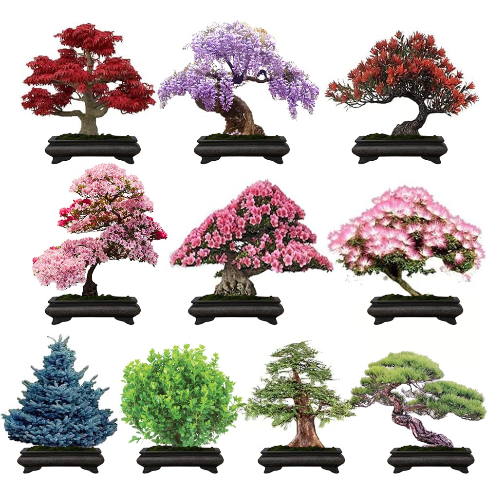 300+ Bonsai Tree Seeds – 10 Popular Varieties of Non GMO Heirloom Bonsai Seeds Blue Spruce, Boxwood, Dawn Redwood, Flame Tree, Judas Tree, Acacia, Wisteria, Cherry, red Maple, Black Pine