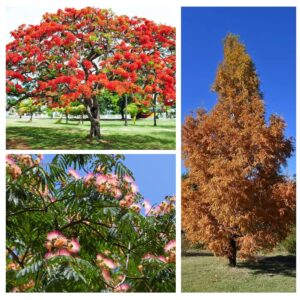 300+ Bonsai Tree Seeds – 10 Popular Varieties of Non GMO Heirloom Bonsai Seeds Blue Spruce, Boxwood, Dawn Redwood, Flame Tree, Judas Tree, Acacia, Wisteria, Cherry, red Maple, Black Pine