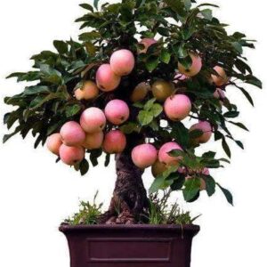 Dwarf Bonsai Apple Tree Seeds - 50 Seeds - Grow Exotic Indoor Fruit Bonsai