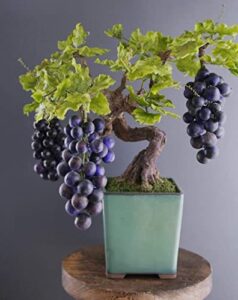 grape bonsai tree seeds for planting - 50+ seeds - ships from iowa, usa