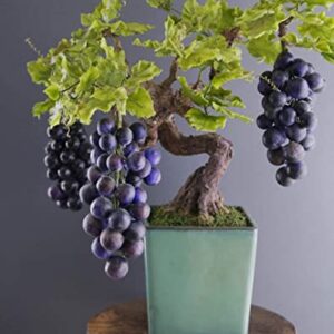 Grape Bonsai Tree Seeds for Planting - 50+ Seeds - Ships from Iowa, USA